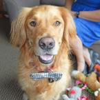 Dr. Spencer Reid the Dog with a Bowtie